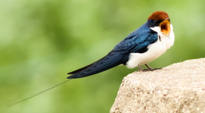 Wire Tailed Swallow