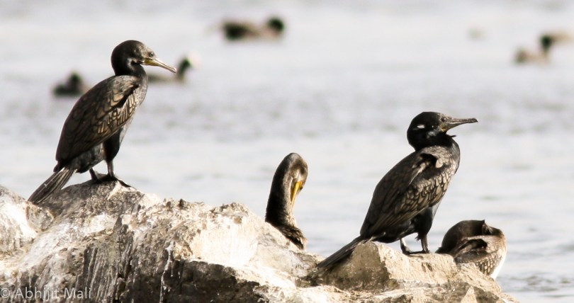 The Indian Cormorant