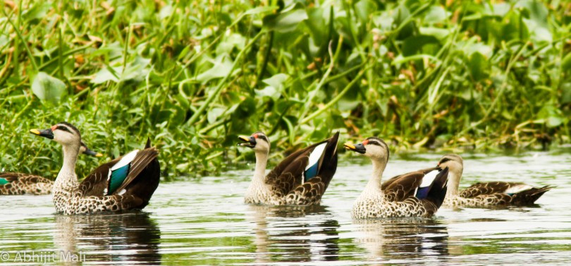 Spot Billed Ducks