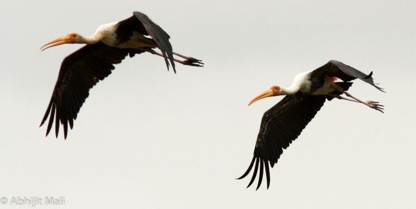 Painted Storks