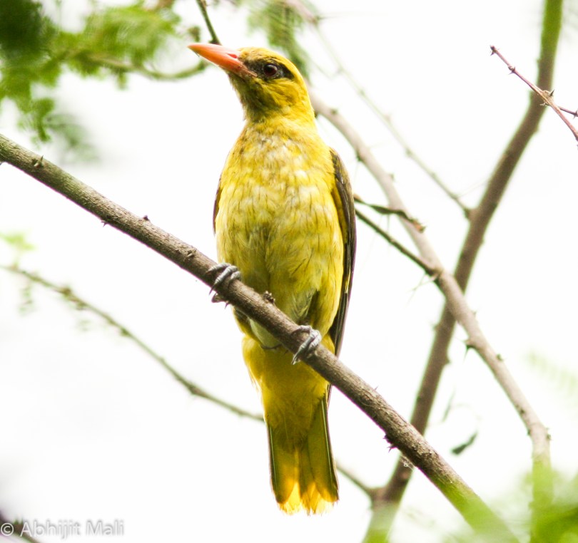 Golden Oriole (Male) (Immature)