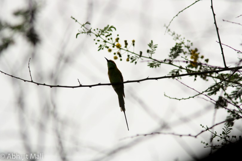 Green Bee Eater