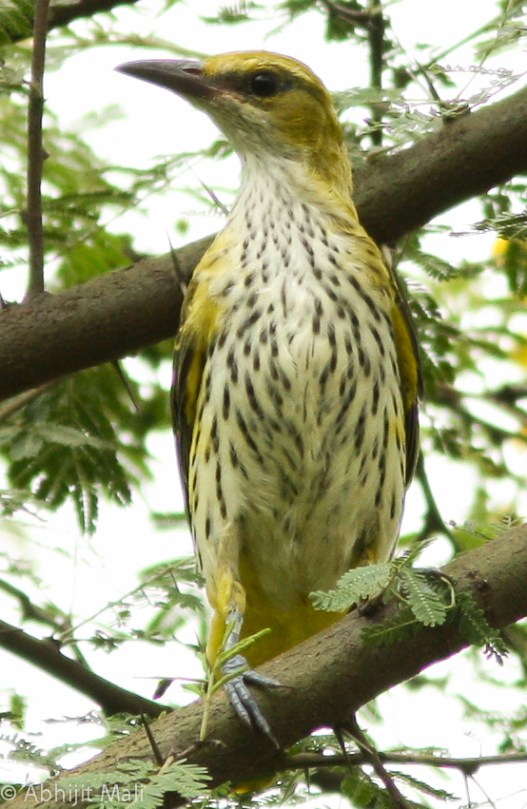 Golden Oriole (Female) (Immature)
