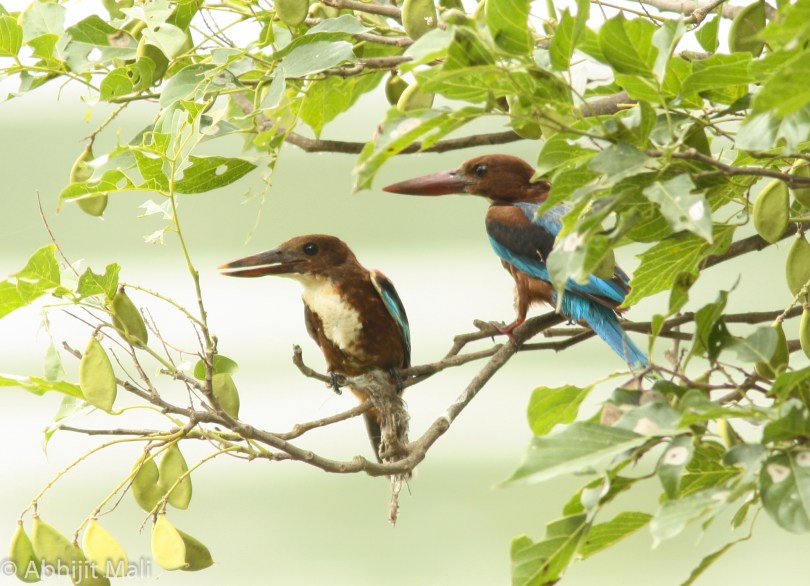 White Throated Kingfisher Pair