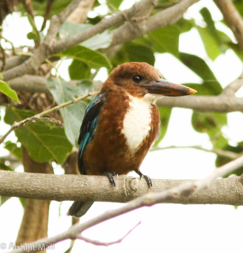 Pied Kingfisher Male