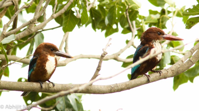 White Throated Kingfisher Pair