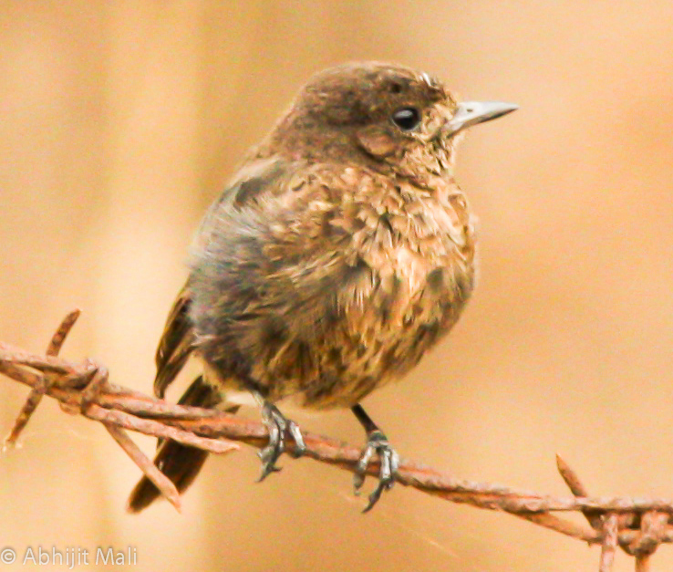 Juvenile Pied Bush chat (Female)