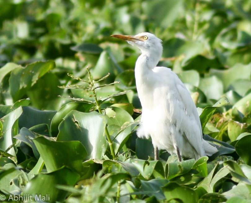 Great Egret