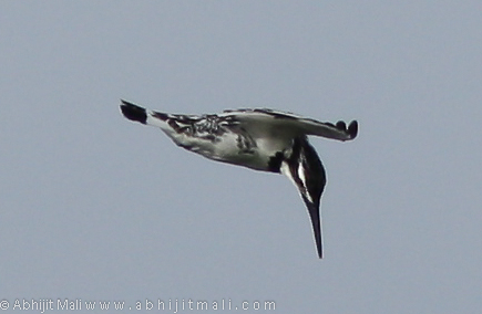 Pied Kingfisher