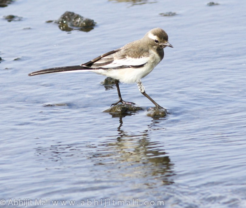 Juvenile White Wagtail