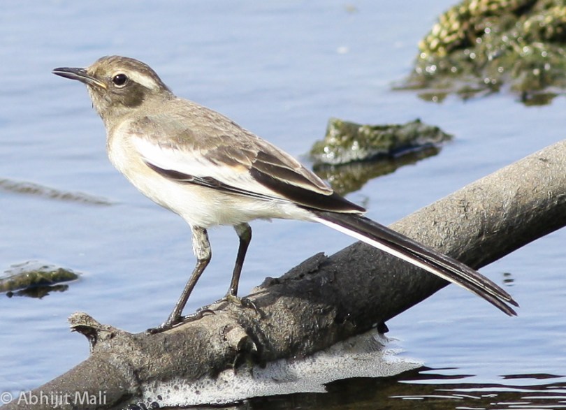 Juvenile White Wagtail