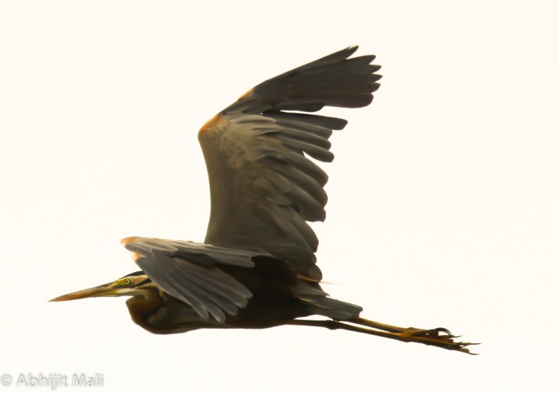 Purple Heron