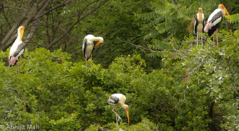 Painted Storks