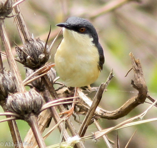 Ashy Prinia