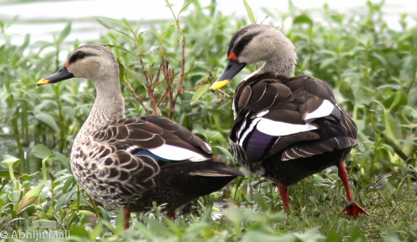 Spot Billed Ducks