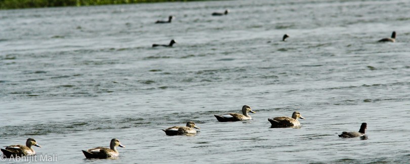 Spot Billed Ducks