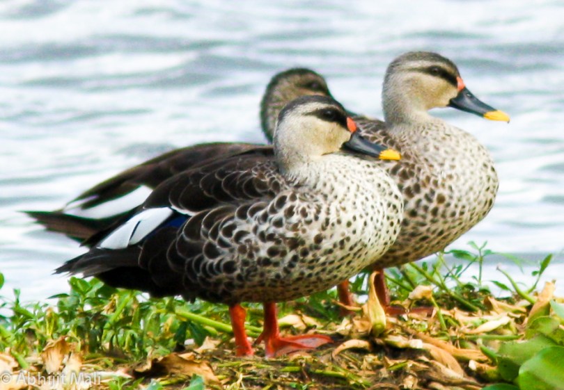 Spot Billed Ducks